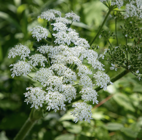 poisonous plants hogweed