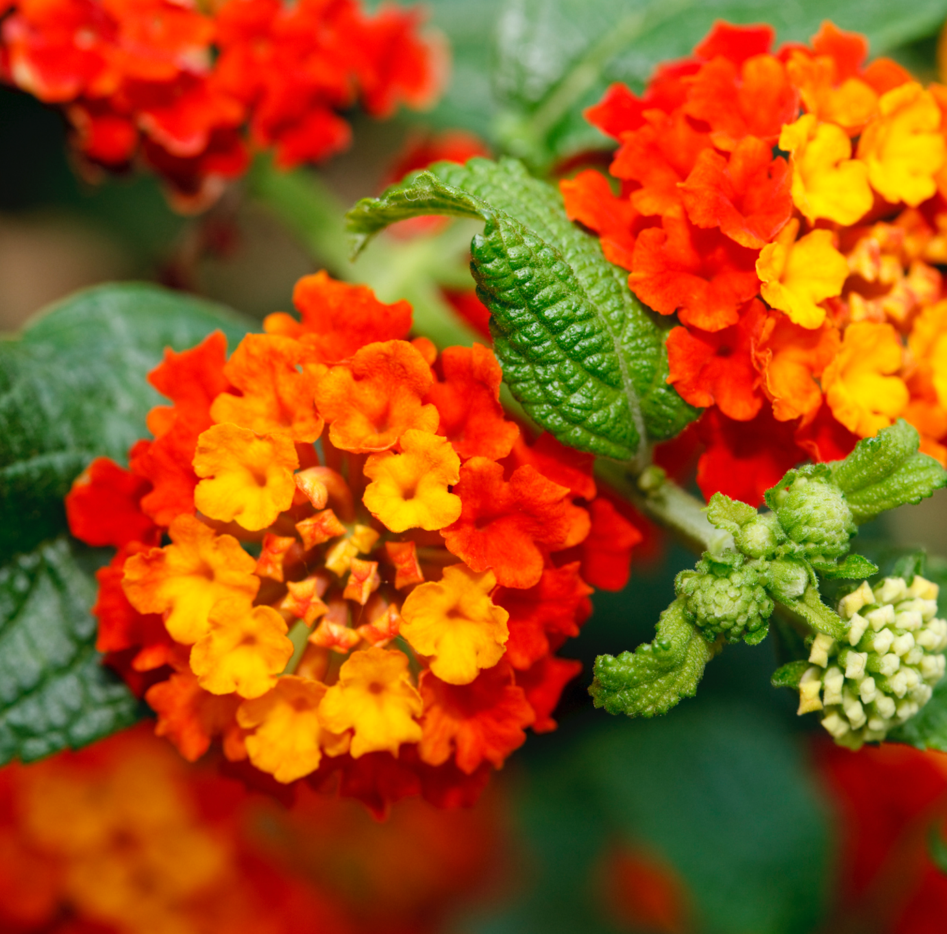 plantas venenosas y tóxicas