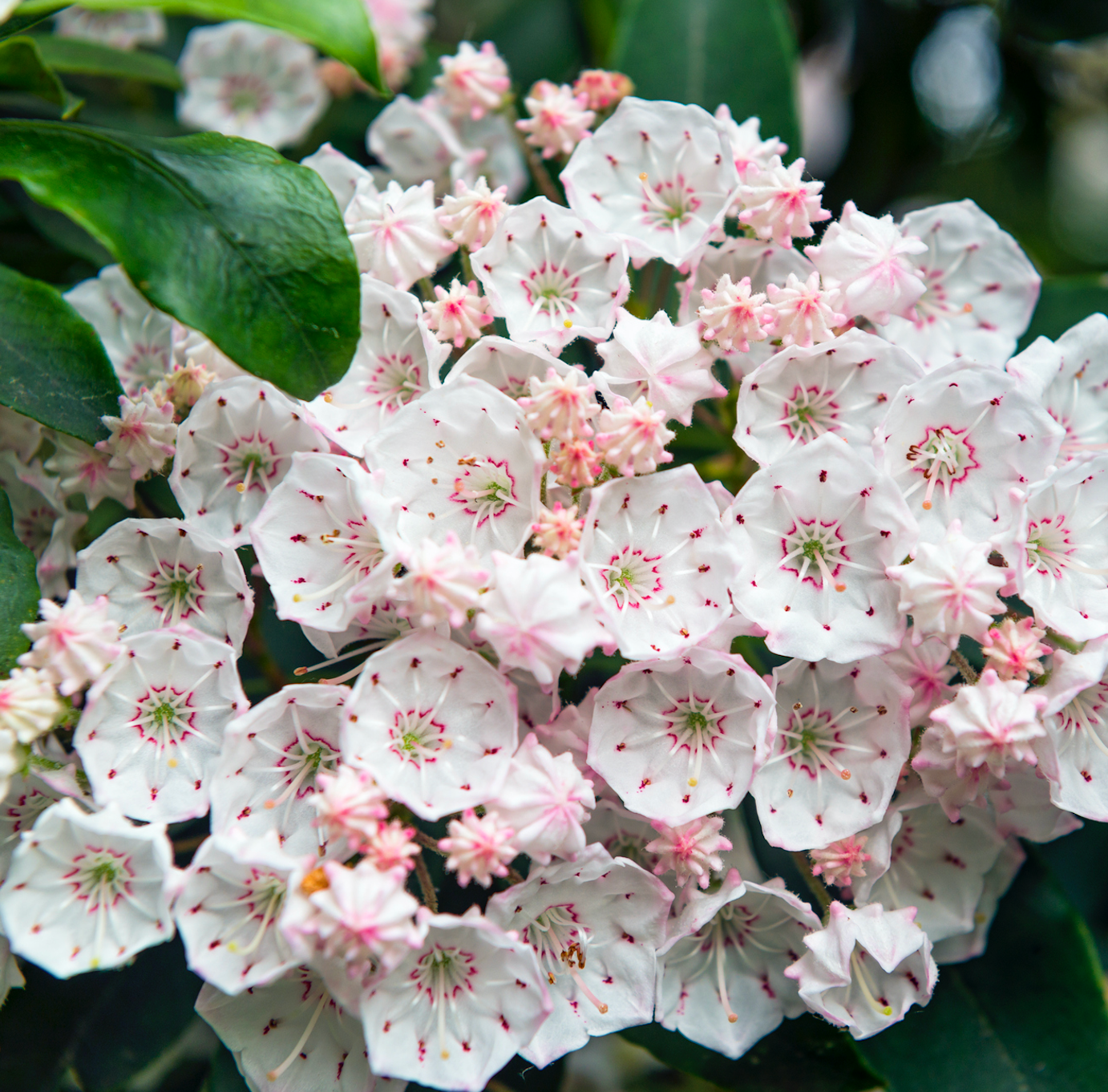 plantas venenosas y tóxicas