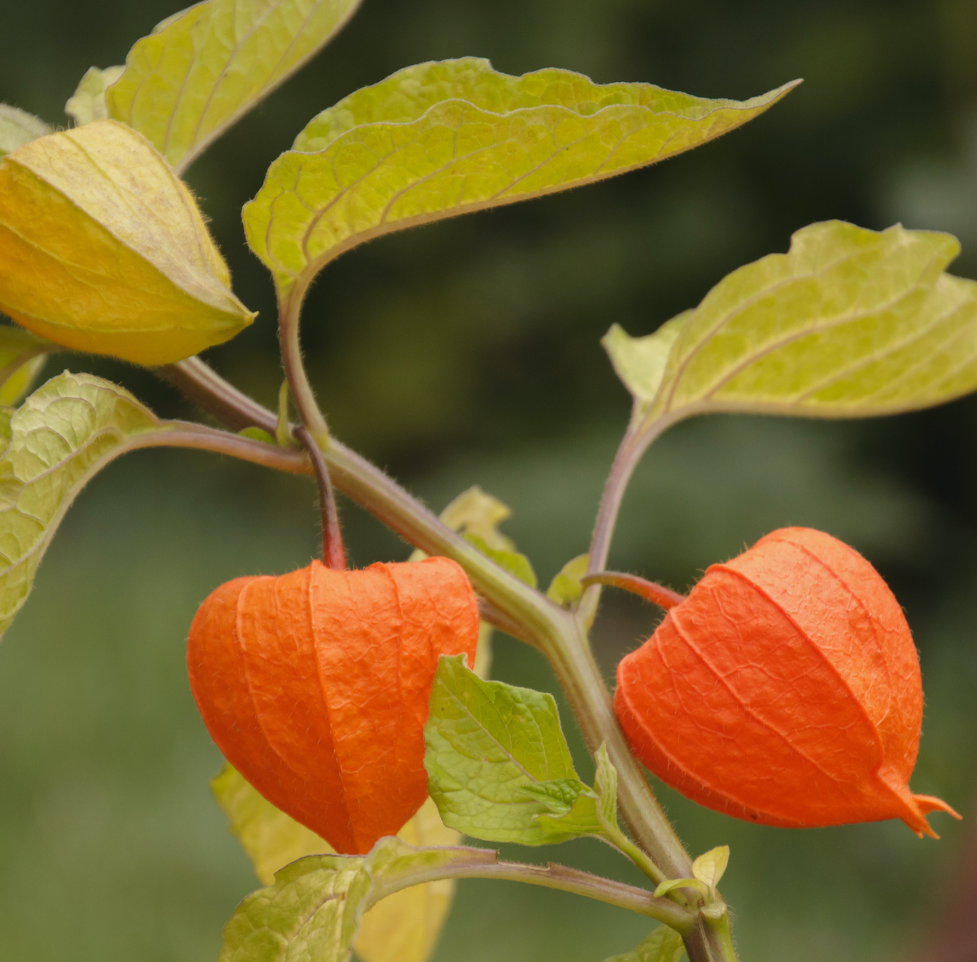 plantas venenosas y tóxicas