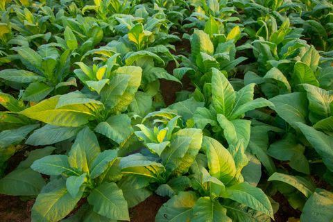tobacco poisonous plants