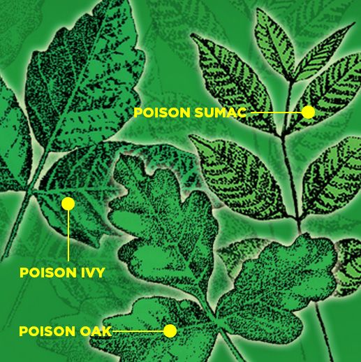 poison ivy sumac