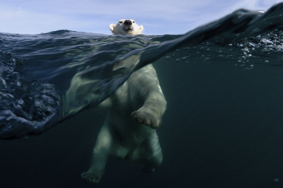 Polar bear, Ursus Maritimus, Nunavut, Canada, Arctic Circle