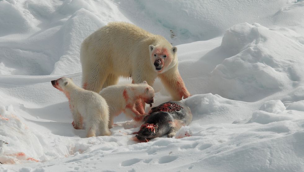 IJsbeer en zijn jongen eten een zeehond