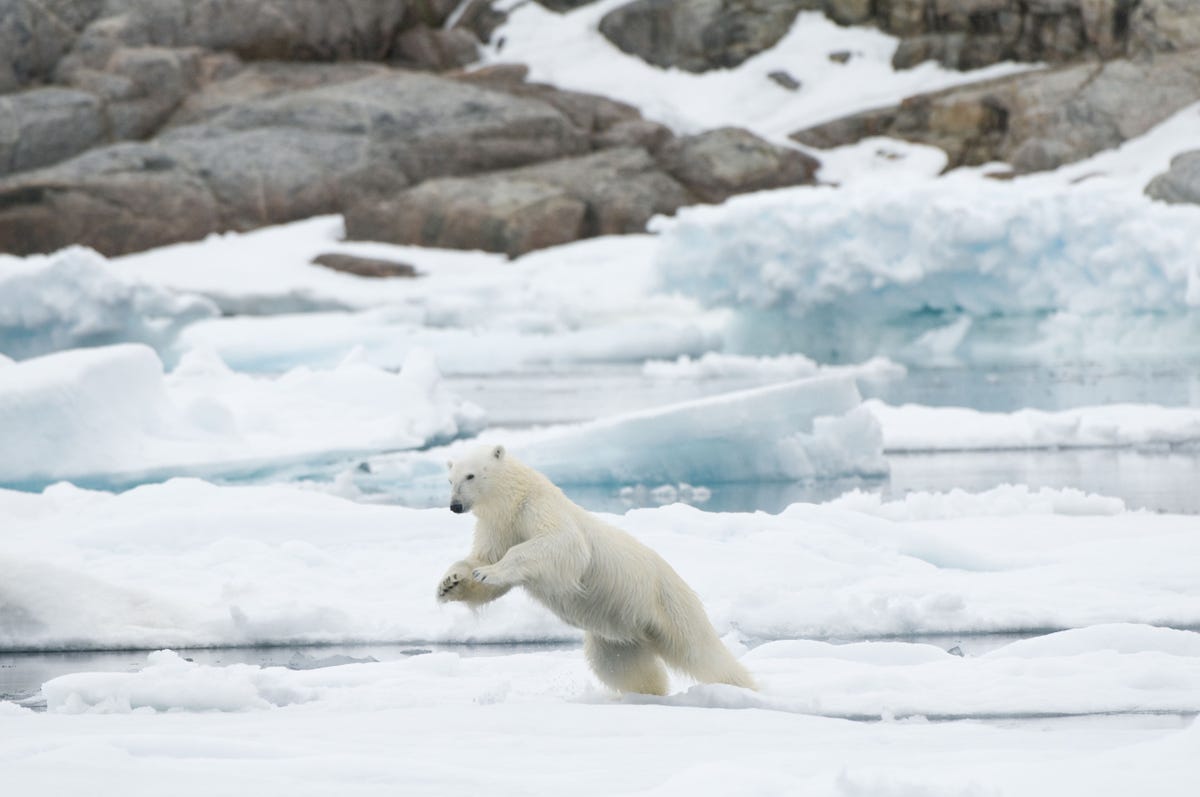 16 Polar Bear Facts That Prove Just How Fascinating They Are Polar Bear Facts And Photos 5311