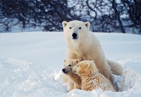 16 Polar Bear Facts That Prove Just How Fascinating They Are - Polar ...