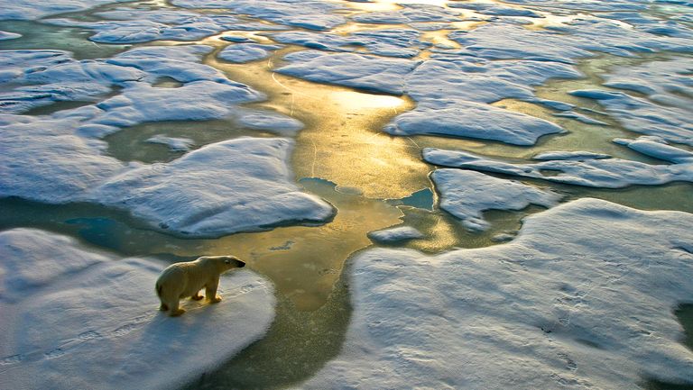 oso polar en una zona de hielos derretidos