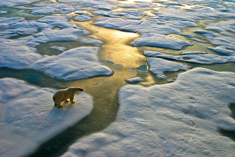 oso polar en una zona de hielos derretidos