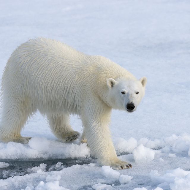 A polar bear (Ursus maritimus) on the pack ice north of...