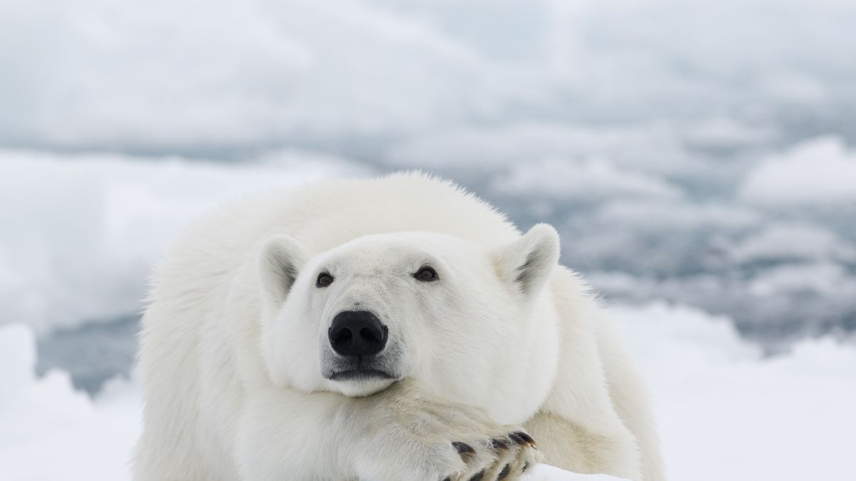 preview for Zou je ijsberen kunnen uitzetten op de Zuidpool?