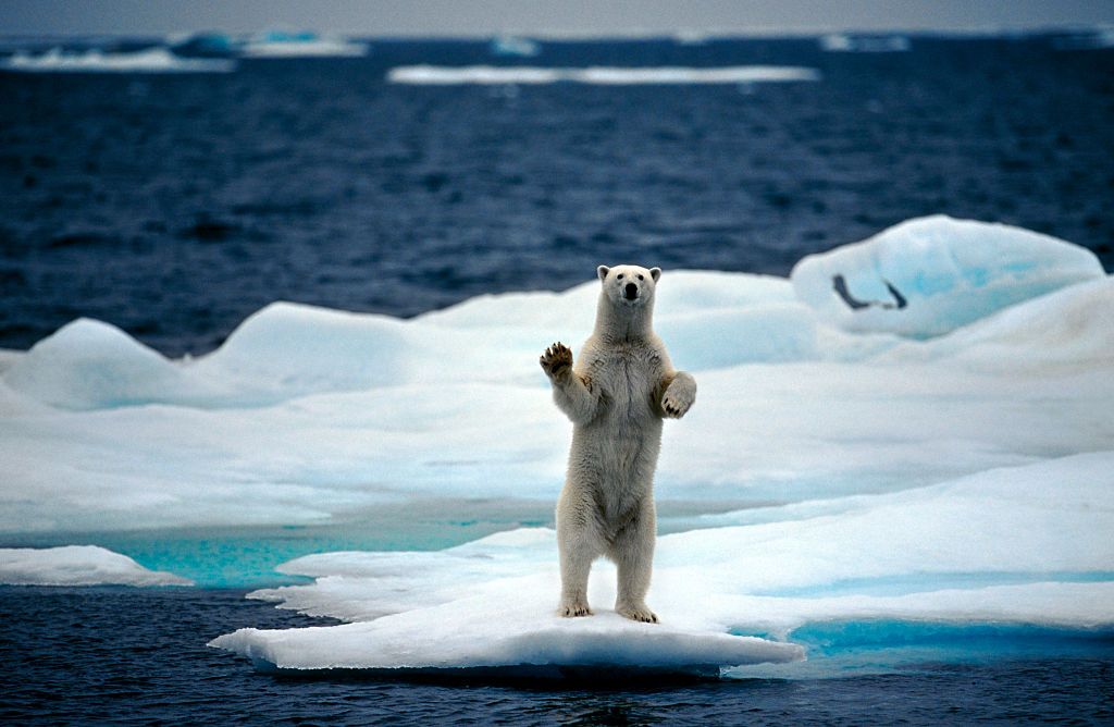 10 facts about polar bears!