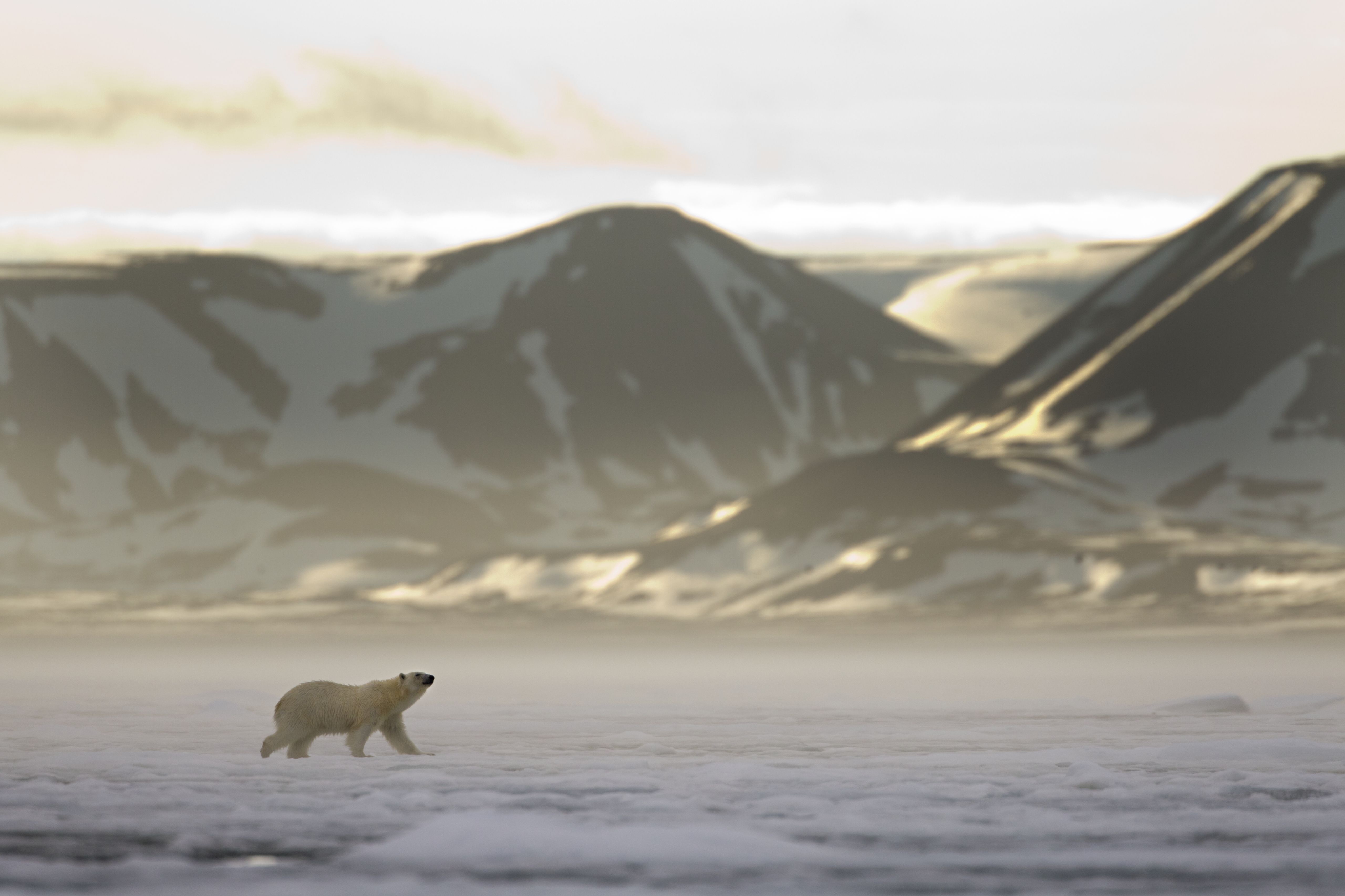 Best Time to See Midnight Sun in Svalbard 2023 - When to See 