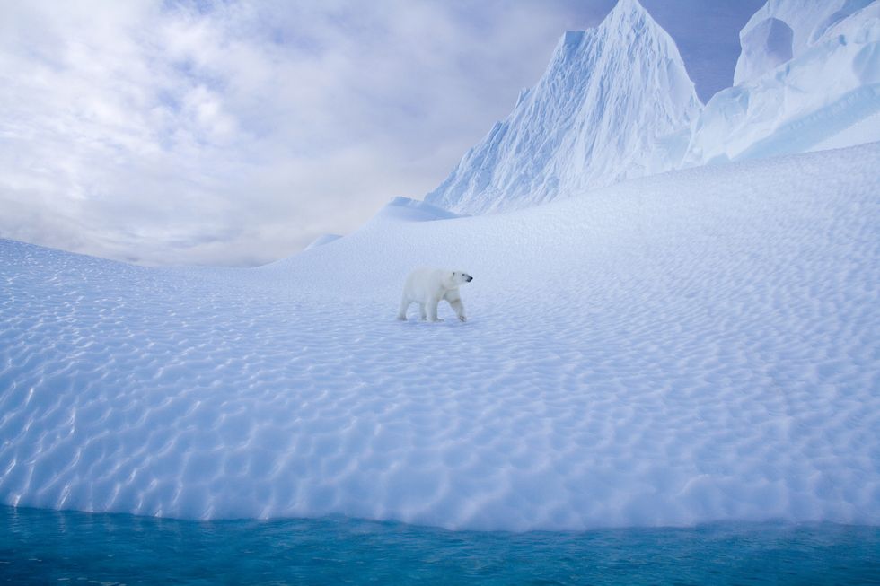 polar bear alopex lagopus walking on snow