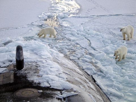Polar bear, Bear, Ice, Arctic, Freezing, Adaptation, Geological phenomenon, Arctic ocean, Winter, Polar bear, 