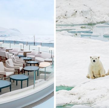 polar bears sitting in chairs