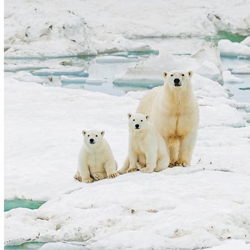 polar bears sitting in chairs