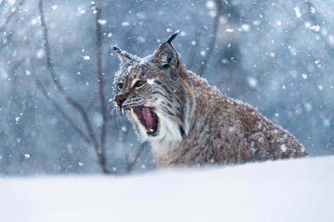 Een Euraziatische lynx in het Polar Park Arctic Wildlife Centre in Bardu Met een oppervlakte van 11000 vierkante meter en twaalf omheinde dierenverblijven biedt het park volgens medewerkers meer ruimte per dier dan enig ander wildpark in de wereld Het centrum is bedoeld om bezoekers de kans te geven inheemse soorten waaronder beren rendieren wolven en lynxen in hun natuurlijke omgeving te observeren