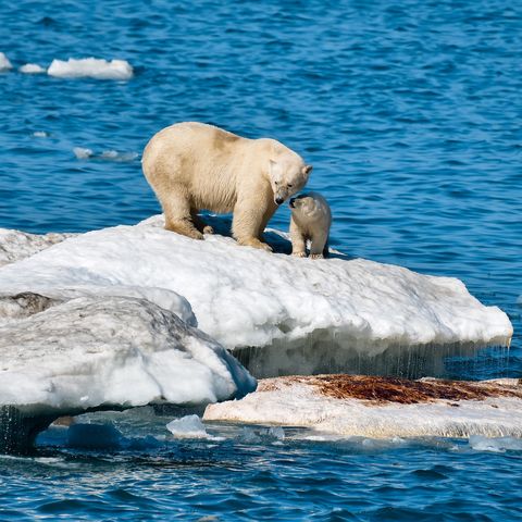 Polar bears on Wrangel Island