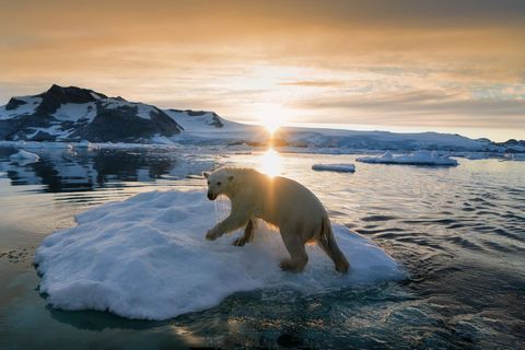 Een ijsbeer baant zich een weg door het noordse landschap van Groenland Nadat de International Union for Conservation of Nature de ijsbeer als kwetsbaar voor uitsterving had geclassificeerd hebben Canada Groenland Noorwegen Rusland en de VS het Circumpolaire Actieplan opgezet een tienjarige milieustrategie om het voortbestaan van ijsberen op lange termijn veilig te stellen