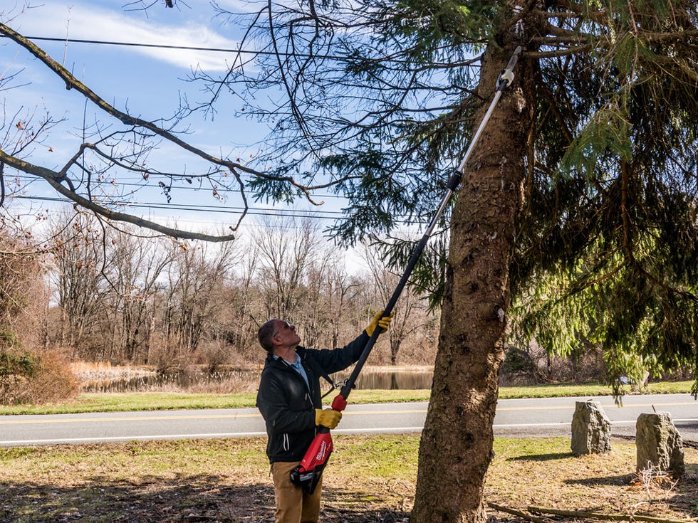 Choosing the Right Pole Saw Length for Tree Trimming: Expert Guide