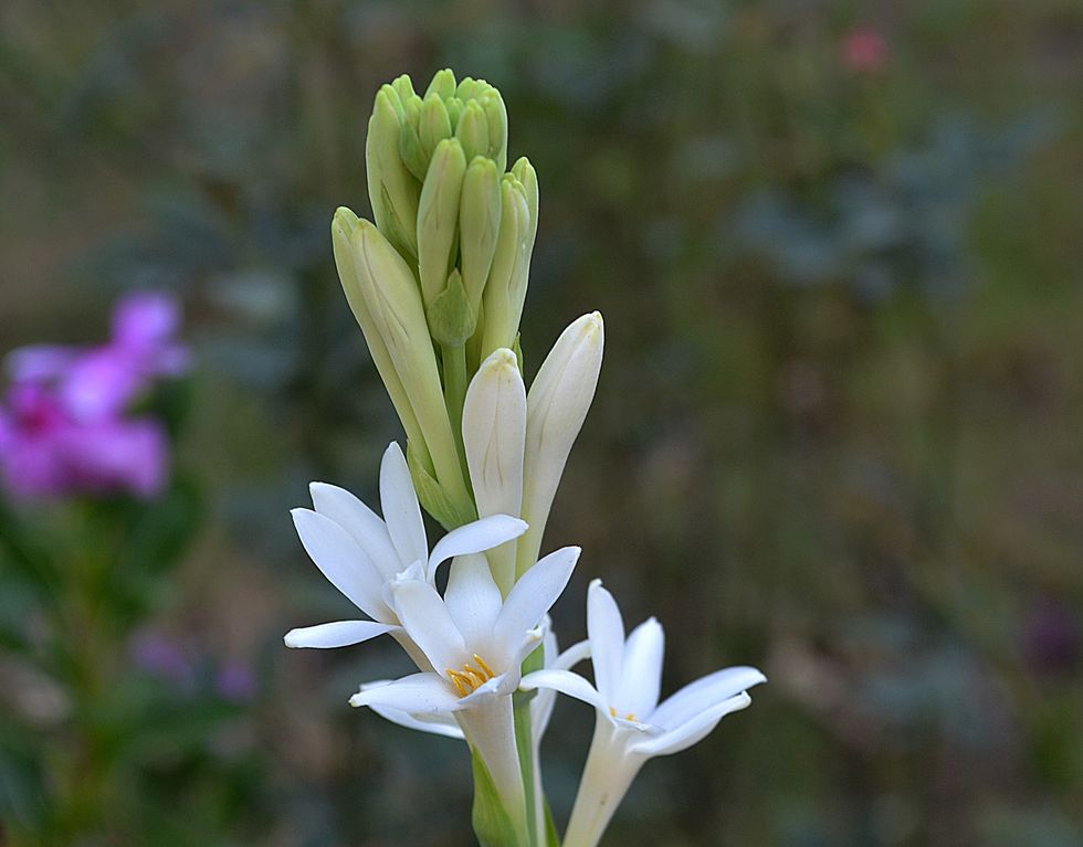 a close up shot of polianthes tuberosa flowers in the garden