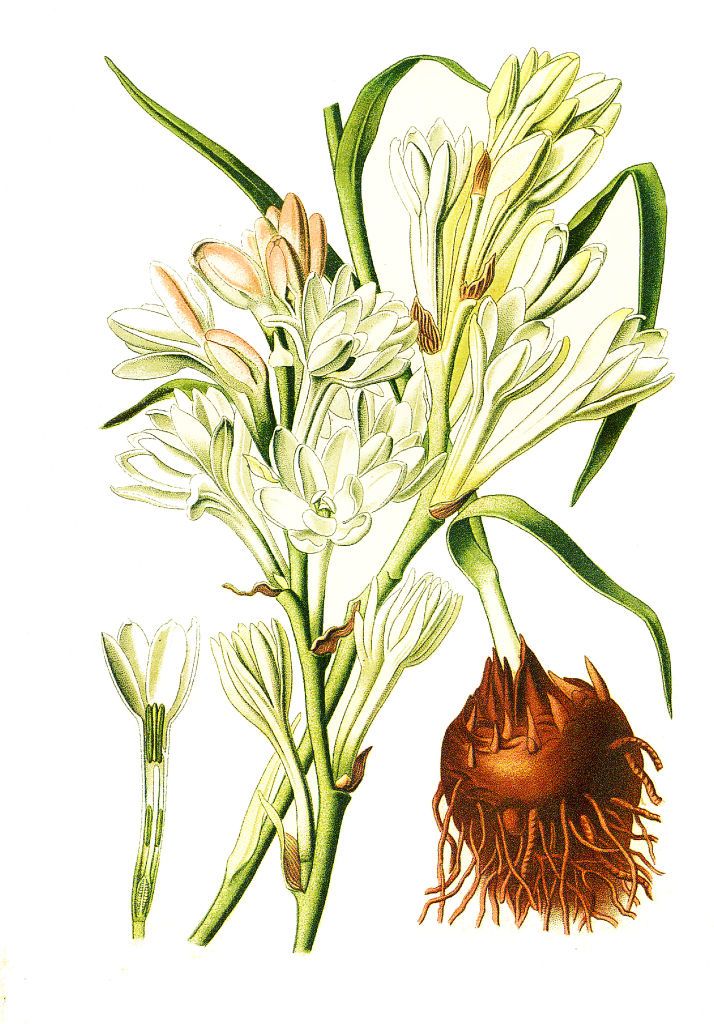 tuberose smell description