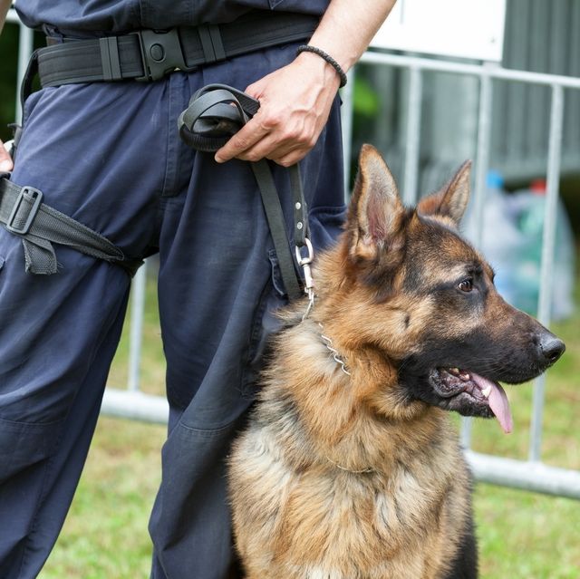 police dog policeman with a german shepherd on duty