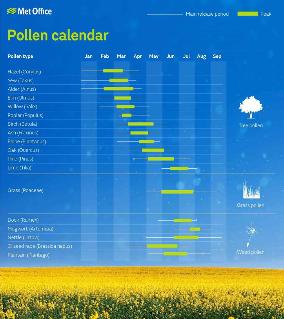 pollen forecast