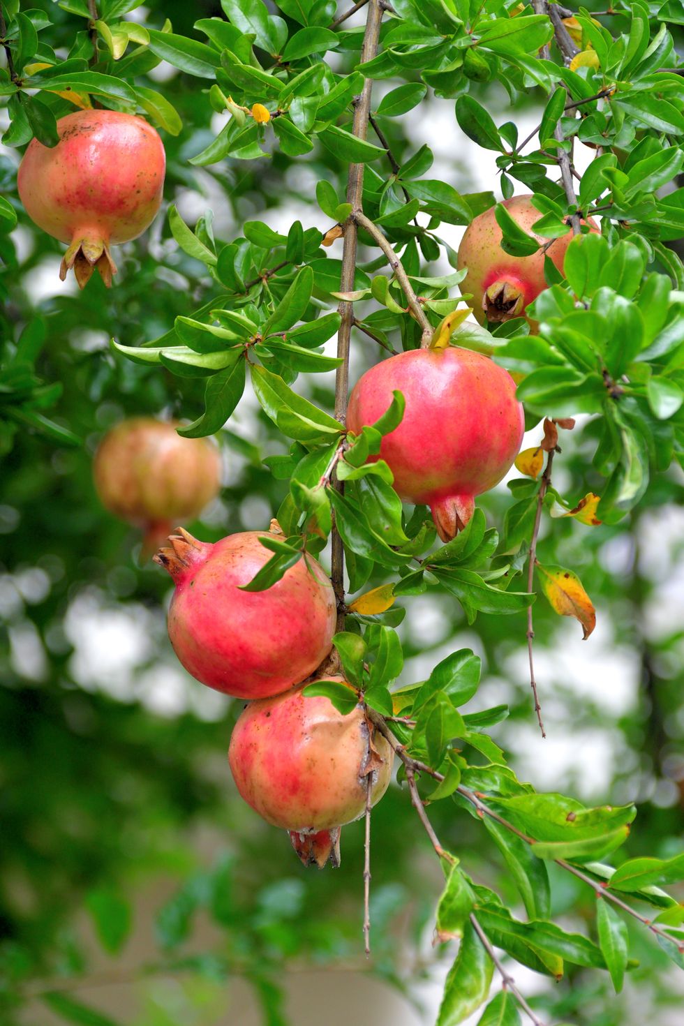 pomegranate / punica granatum : fruit and flower