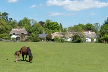 New Forest holiday cottages