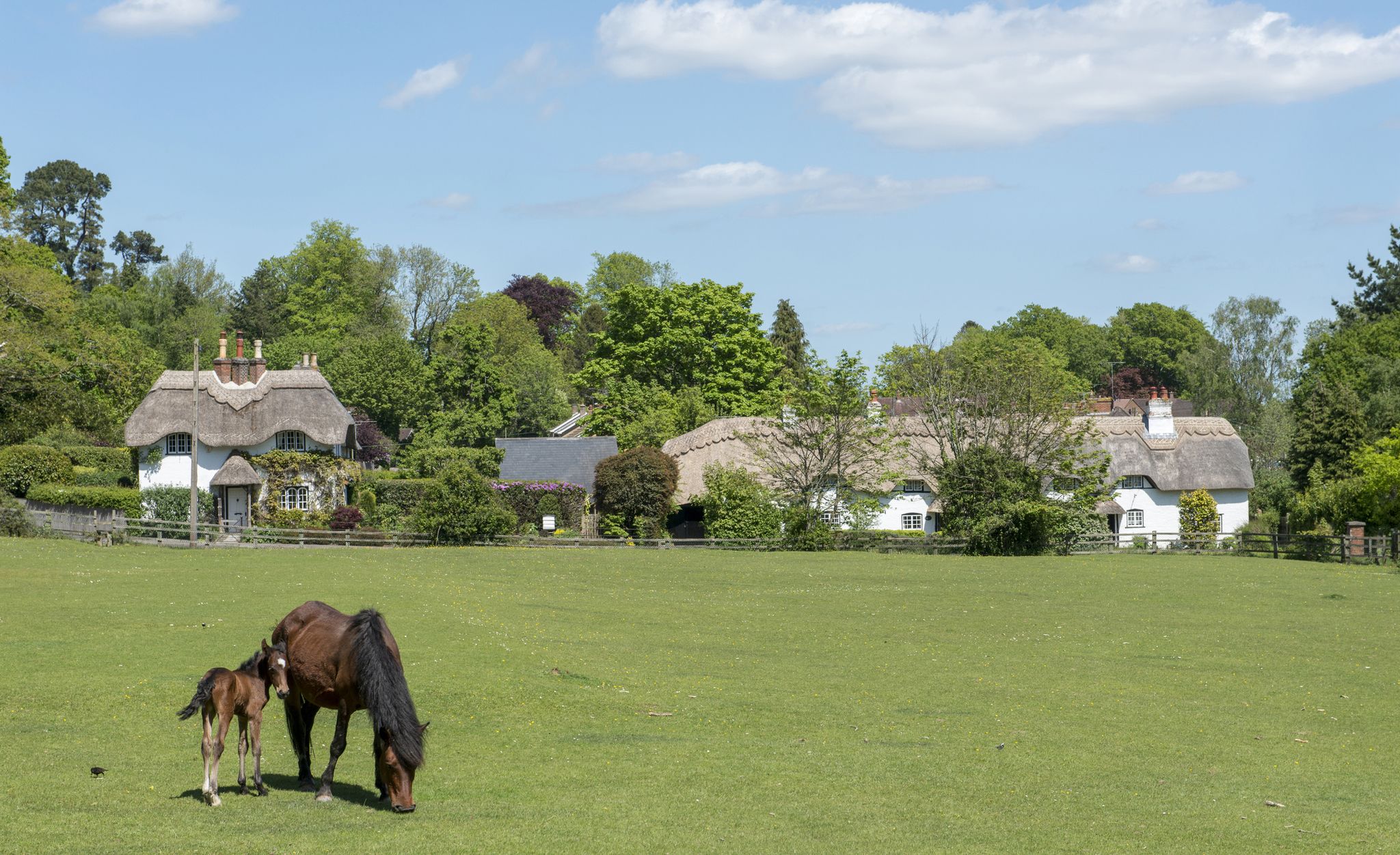New Forest holiday cottages