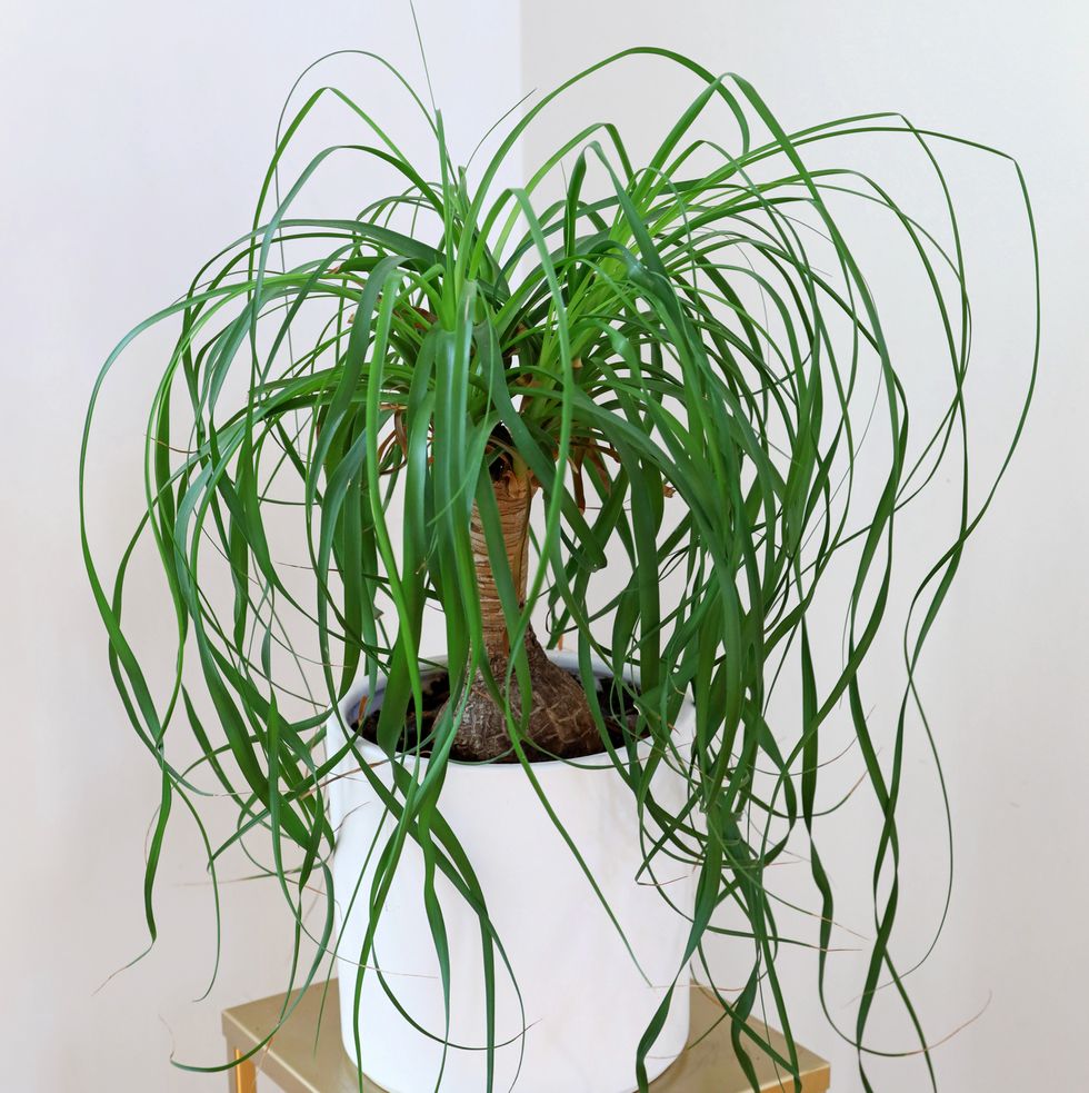 best bedroom plants ponytail palm