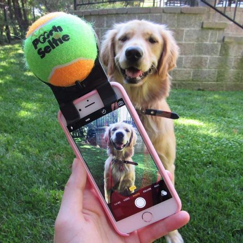 pooch selfie smartphone attachment for dog photography
