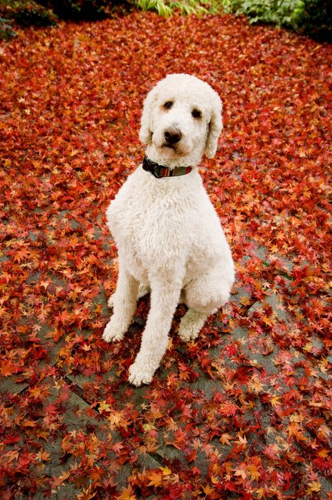 Poodle sitting on path covered in autumn leaves