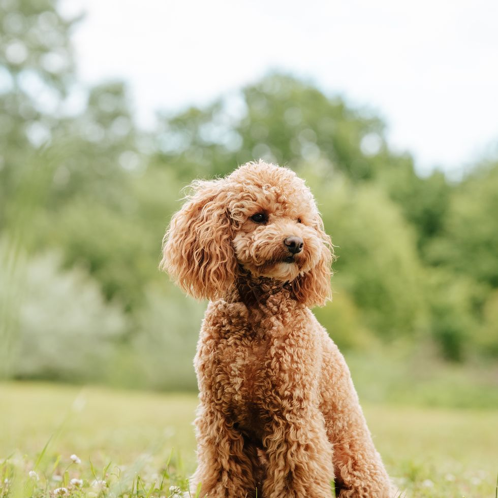poodle strolling through the park on the grass, checking out a new location by scent