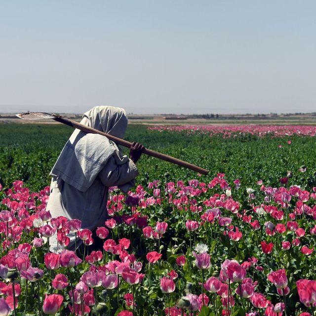 an afghan farmer walks through a poppy field in zari district of kandahar province on march 31, 2017over the last 15 years, the us government has spent billions of dollars on a war to eliminate drugs from afghanistan, but the country still remains the world's top opium producer opium production is a major source of income for the taliban insurgents last year, afghanistan saw a 10 percent jump in opium cultivation compared to the previous year because of bumper harvests, collapsing eradication efforts and declining international aid to combat drugs, according to the united nations  afp photo  javed tanveer        photo credit should read javed tanveerafp via getty images