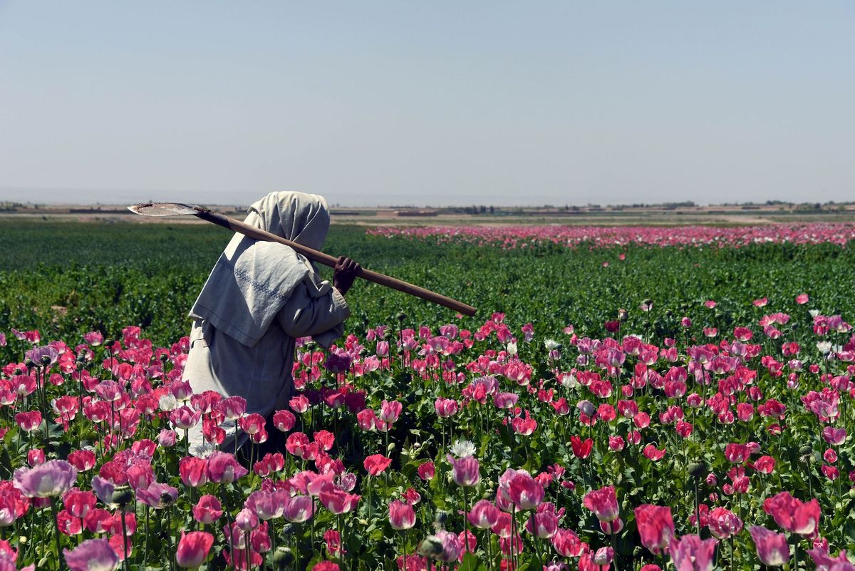 an afghan farmer walks through a poppy field in zari district of kandahar province on march 31, 2017over the last 15 years, the us government has spent billions of dollars on a war to eliminate drugs from afghanistan, but the country still remains the world's top opium producer opium production is a major source of income for the taliban insurgents last year, afghanistan saw a 10 percent jump in opium cultivation compared to the previous year because of bumper harvests, collapsing eradication efforts and declining international aid to combat drugs, according to the united nations  afp photo  javed tanveer        photo credit should read javed tanveerafp via getty images