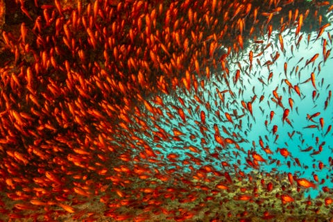 sea life from sealegacy
