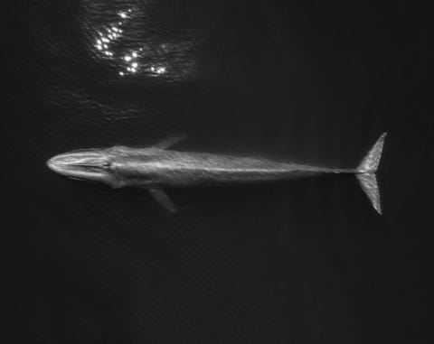 sea life from sealegacy