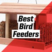 best bird feeders
