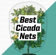 best cicada nets