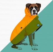 8 best raincoats for dogs
