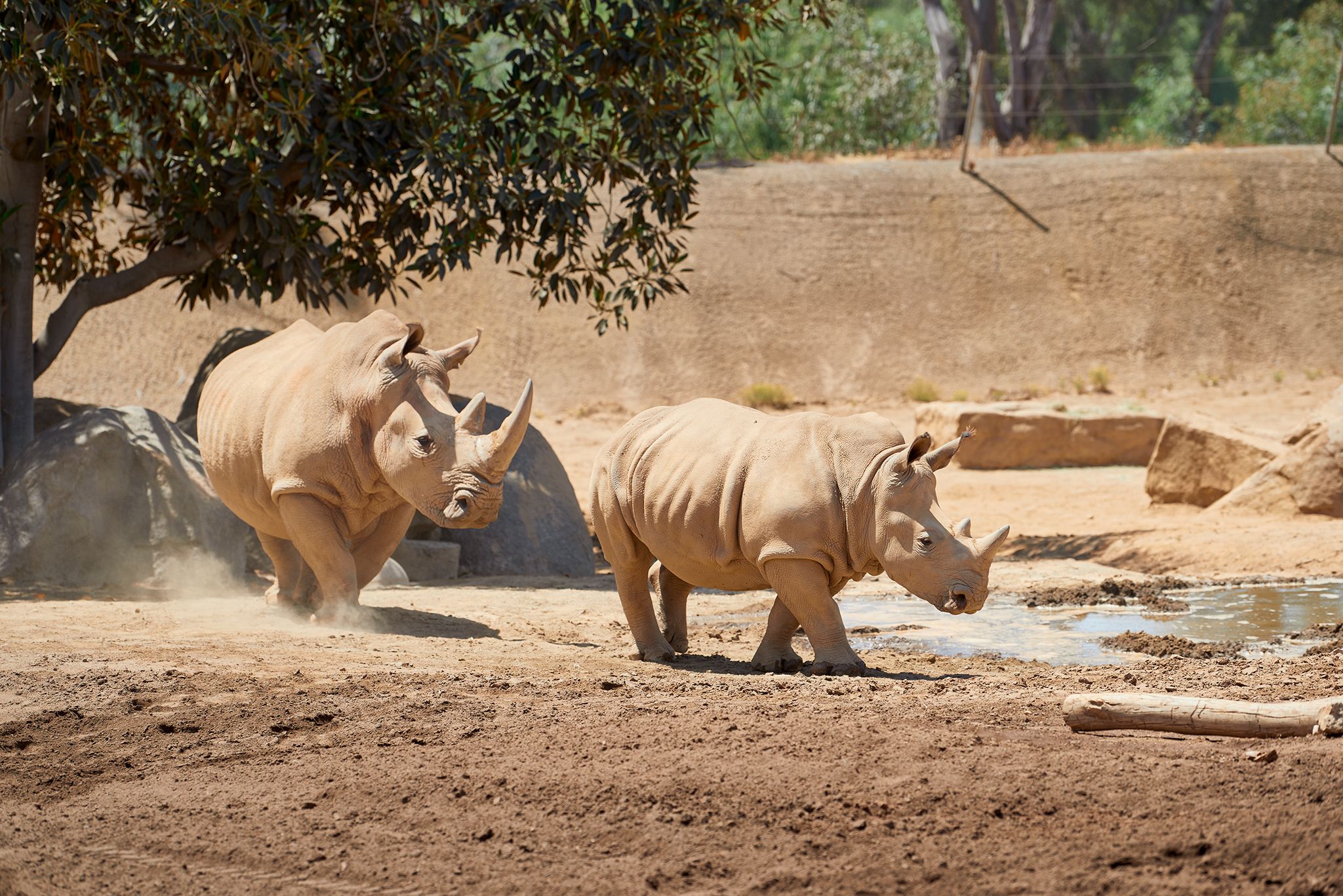 san diego zoo white rhino