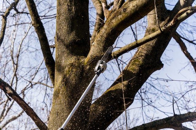 The 7 Best Pole Saws of 2024 - Gas and Electric Pole Saw Reviews