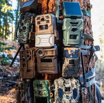 trail cams in the woods
