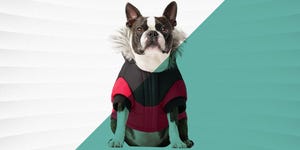 best winter dog coats