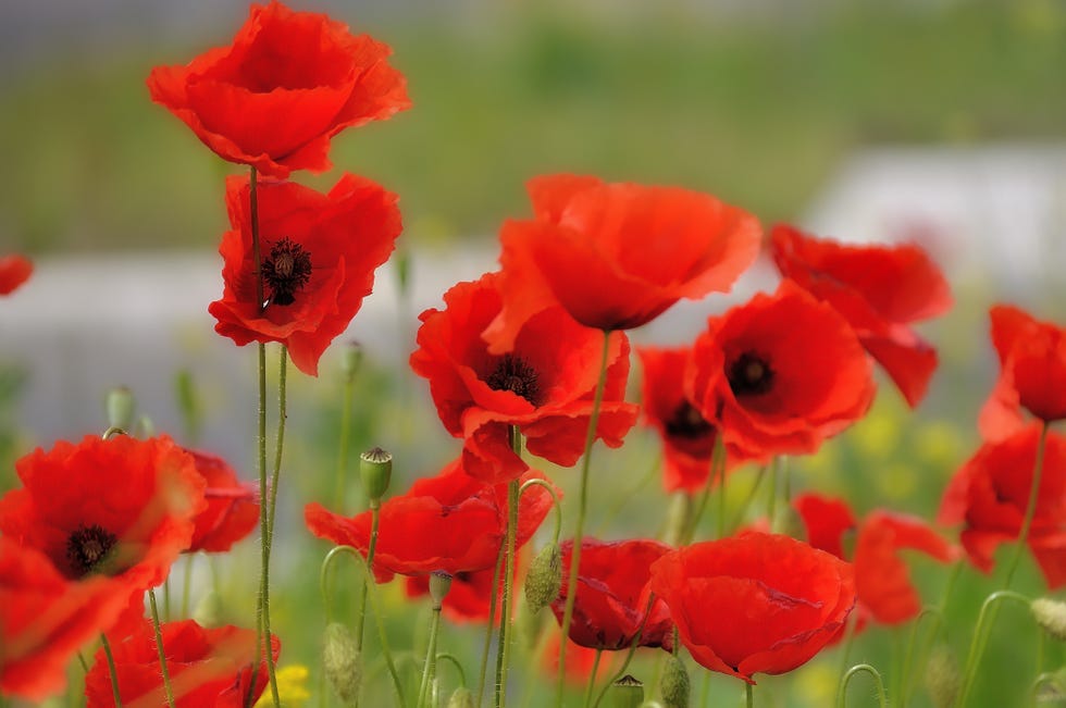 Poppy, close-up of red poppy flowers in the field Poppy, close-up of red poppy flowers in a field