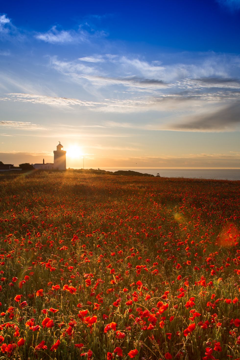 poppies growing on the white cliffs of dover