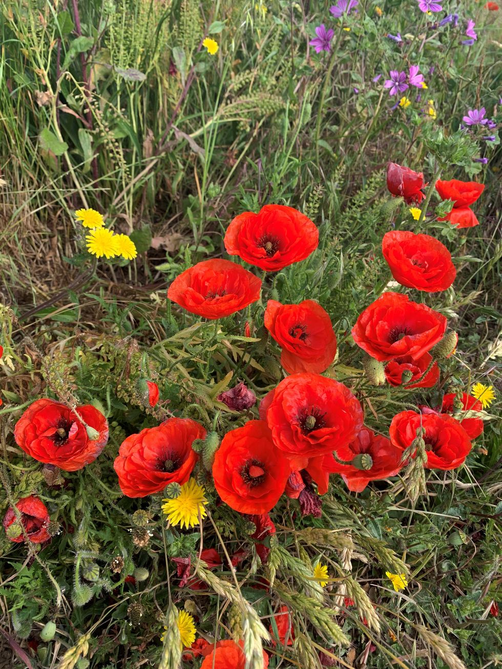 poppies growing on the white cliffs of dover