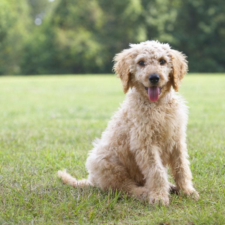 20 Popular Dog Names — Dog Names Female and Male